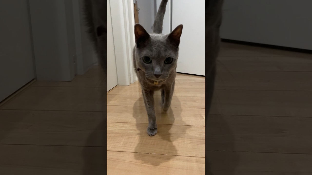 駆け込んでくるネコ_20240521 #shorts #catbreed #猫 #ロシアンブルー