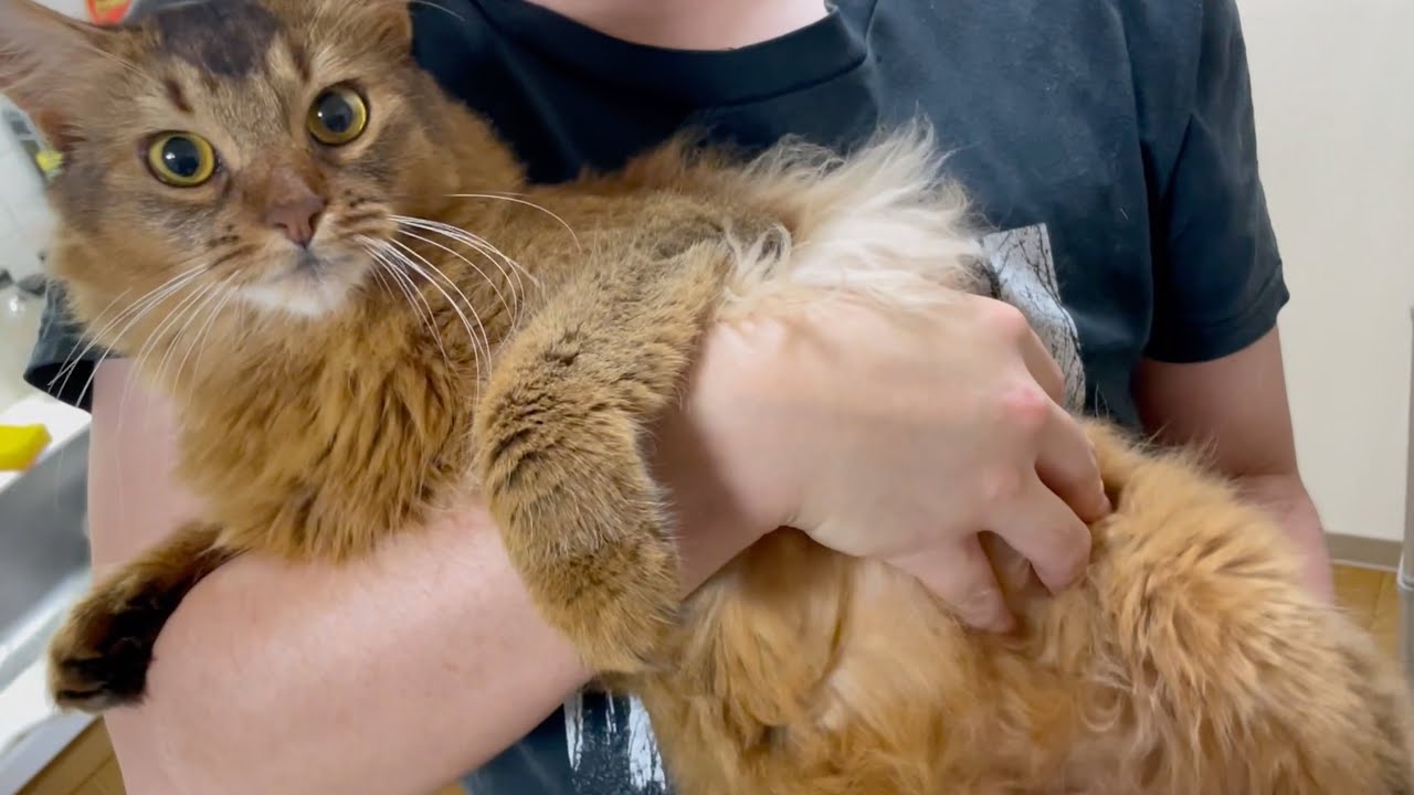 ダッコされてお腹をもふもふされる猫【ソマリ】