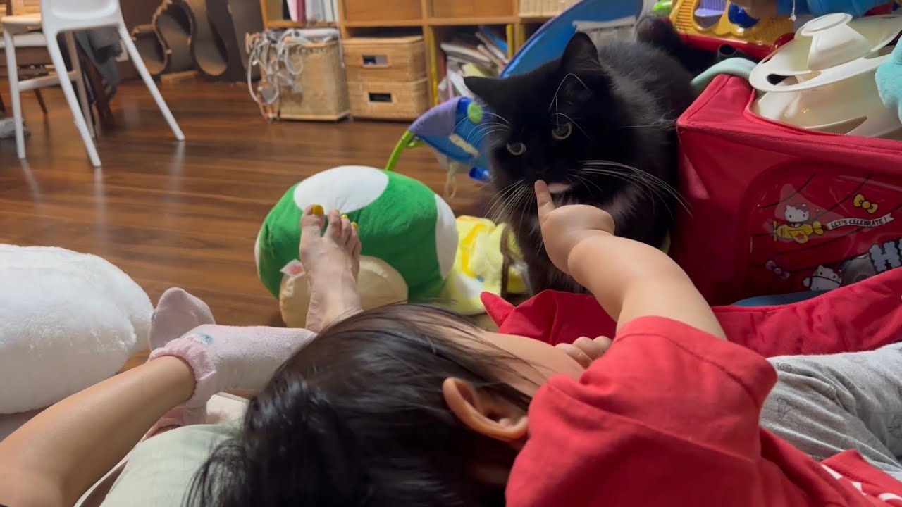 甘えるタイミングを待つ猫　ノルウェージャンフォレストキャット　ラガマフィンA cat waiting for the right time to be pampered.