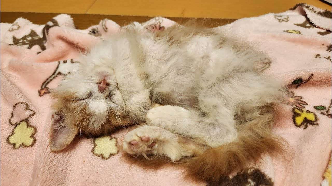 起きたのかと思ったら、近寄ってきてまた爆睡始めたラパーマの子猫ちゃんがカワイすぎる件について ⁡ #柏  #柏の猫カフェ猫の手  #柏の猫カフェ  #千葉県猫カフェ  #柏駅東口  #柏市猫カフェ