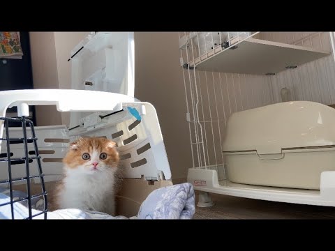 もふもふのスコティッシュフォールドのアイドルがやってきた🐾