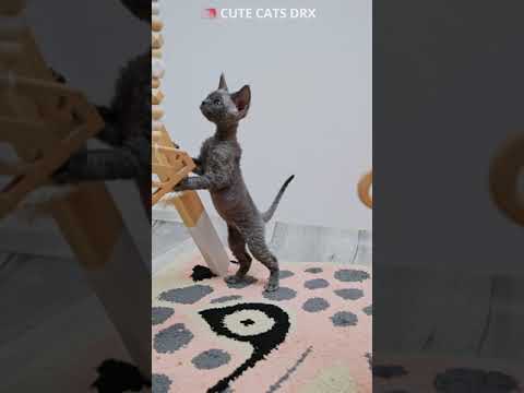 Devon Rex plan their escape #shorts