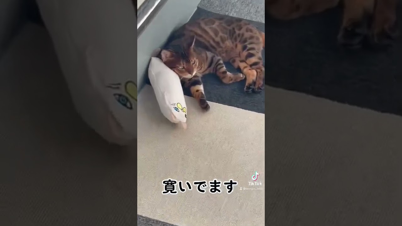ほんと似てるなぁ　#shorts #ベンガル猫 #ねこのいる暮らし