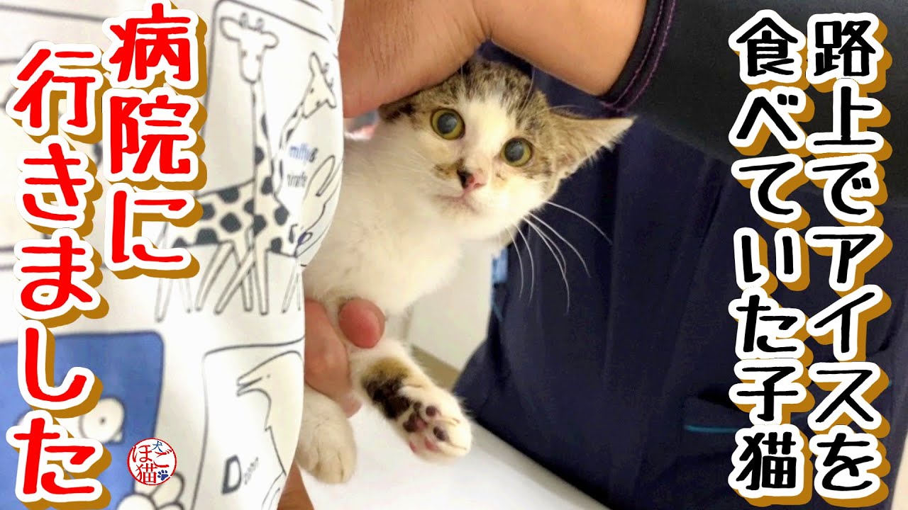 【子猫 保護】体調不良で病院に行きました