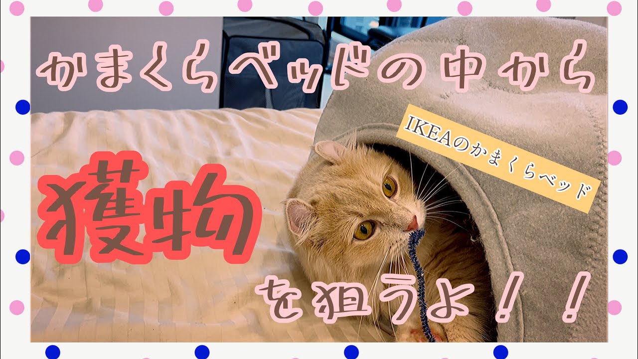 【アメリカンカールの遊び方】かまくらベッドから獲物を狙うよ！〜IKEA LURVIGルールヴィグ〜