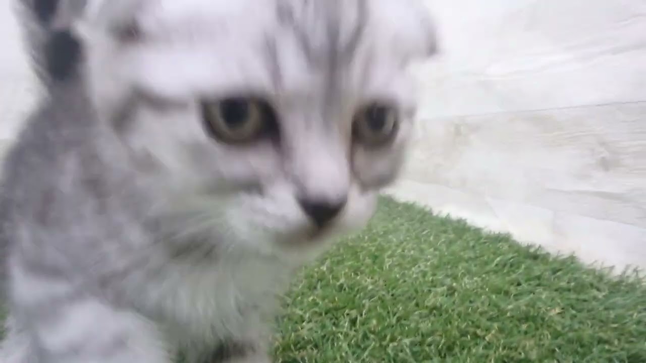 Coo&RIKU　No00675336 スコティッシュフォールド