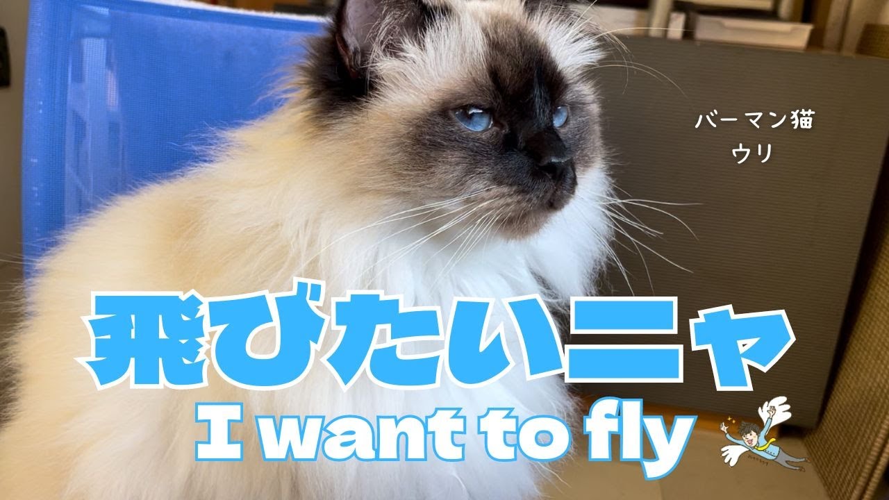 バーマン猫ウリ【飛びたいニャ】I want to fly （バーマン猫）Birman/Cat