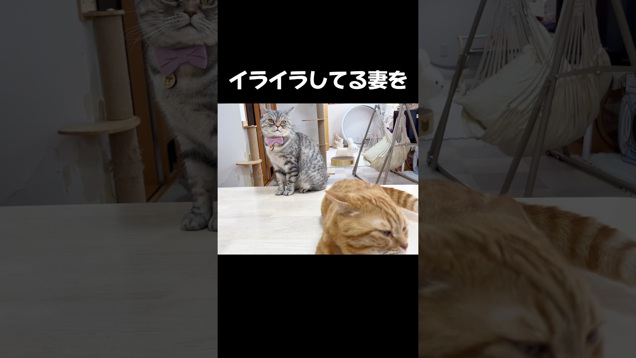 イライラしてる妻を... #猫 #マンチカン #shorts