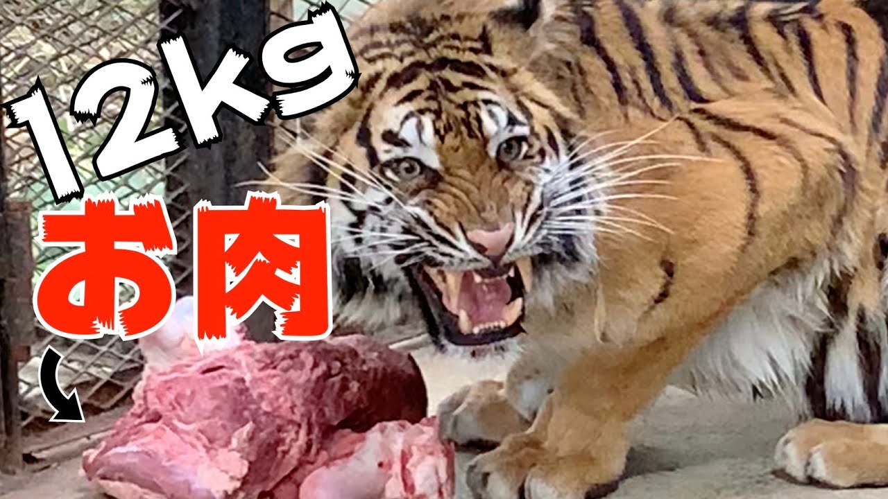 【閲覧注意】トラに肉の塊を与えたら衝撃の結末！！Tiger got 12kg meat !!