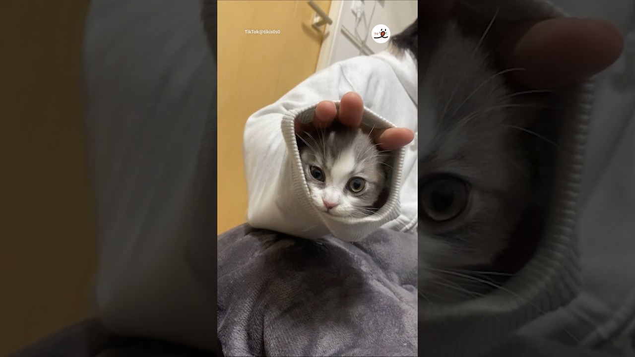 袖に住む猫さん｜PECO #アメリカンカール #猫 #愛猫家 #猫のいる暮らし #americancurl #cat #catlover #catlife