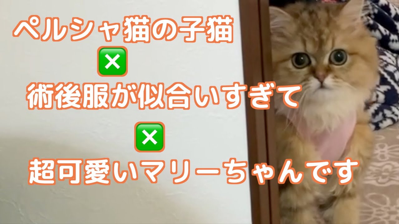 【ペルシャ猫】術後服が似合いすぎる子猫がめちゃくちゃ可愛い！