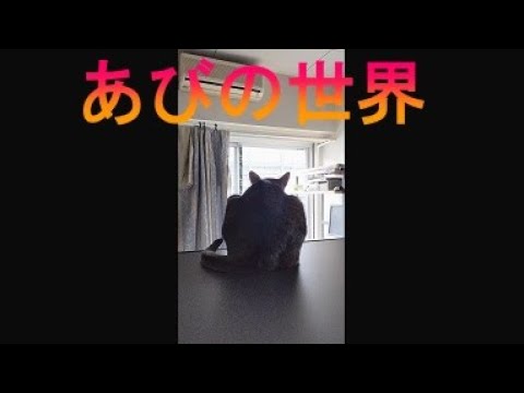 ネコ動画あび＃3529　あびの毎日　アビシニアン　あび