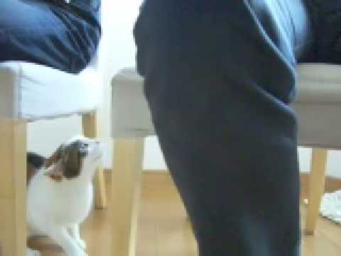 日本猫ねここ　やつあたりにゃ〜