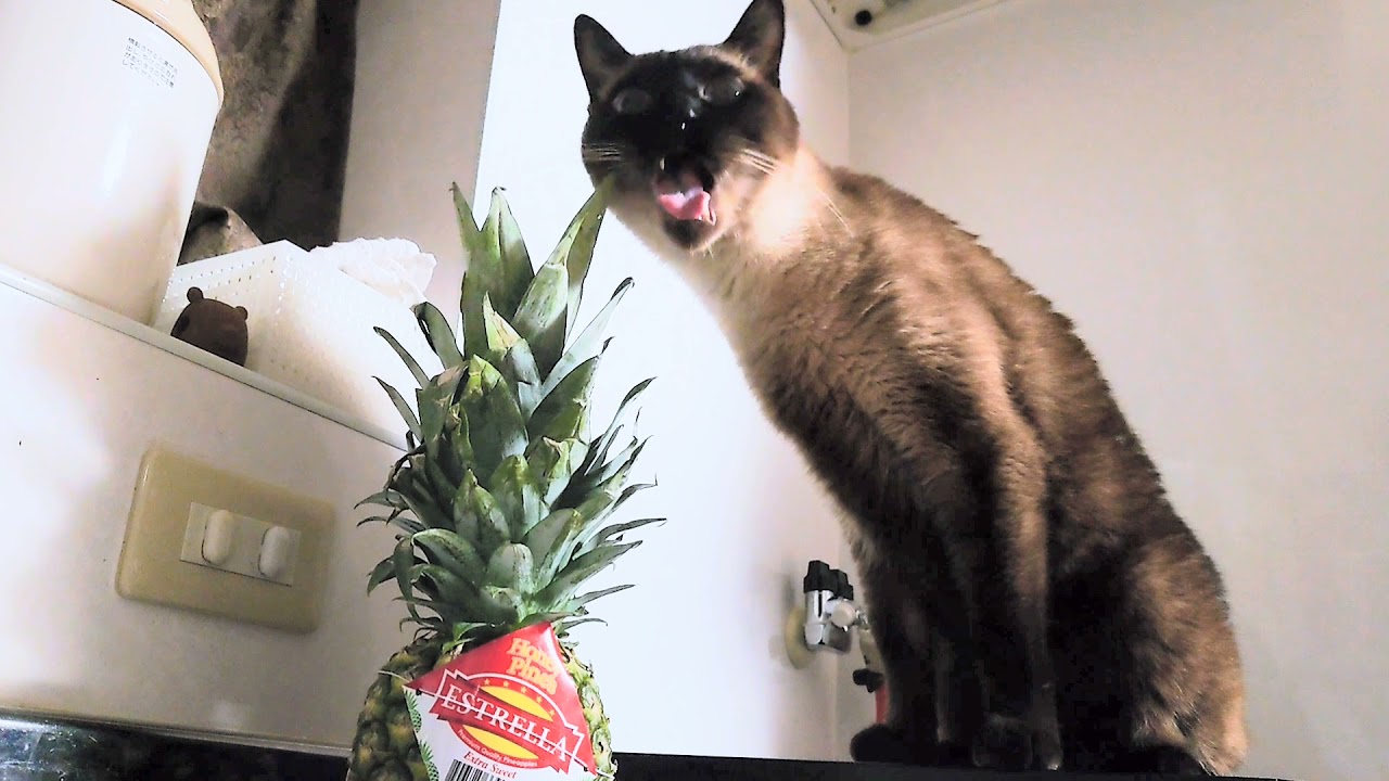 シャム猫風味なリョウくん《ぱいなぽーってにゃんだろう》