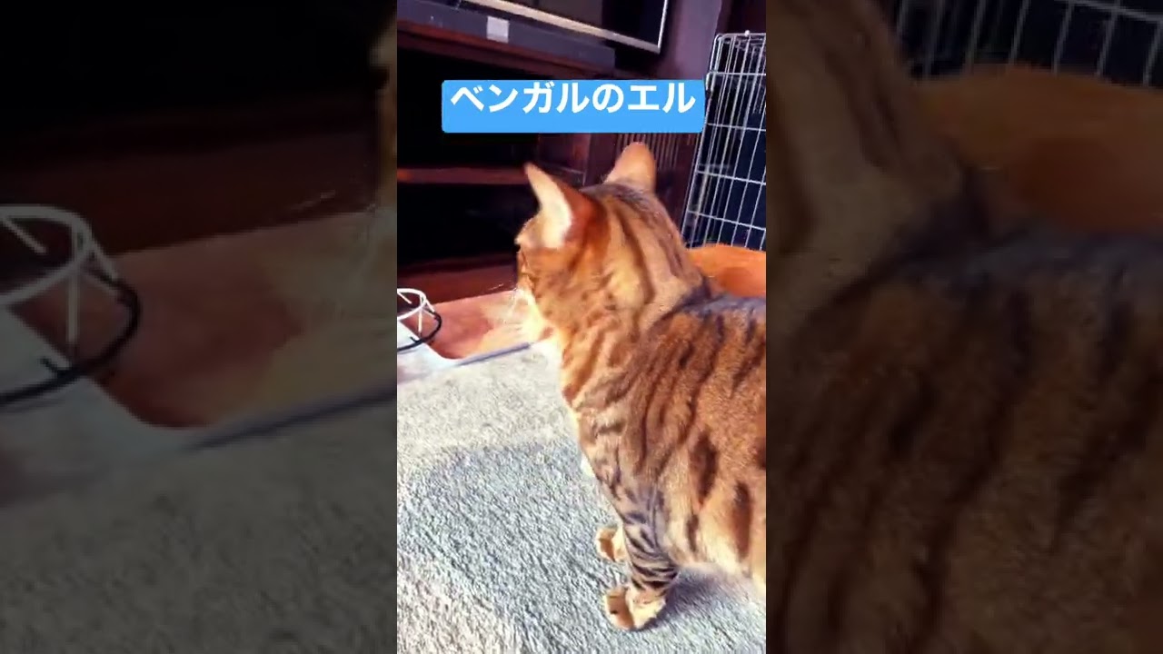 ベンガルのエル😻ウチの長男坊です❤️ #ベンガル #猫 #shorts #cat #cats #猫のいる暮らし #猫動画