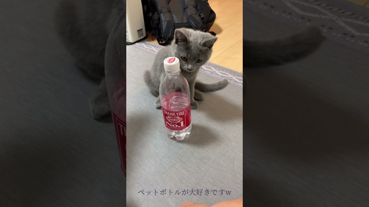 ペットボトルと猫w #cat #シャルトリュー