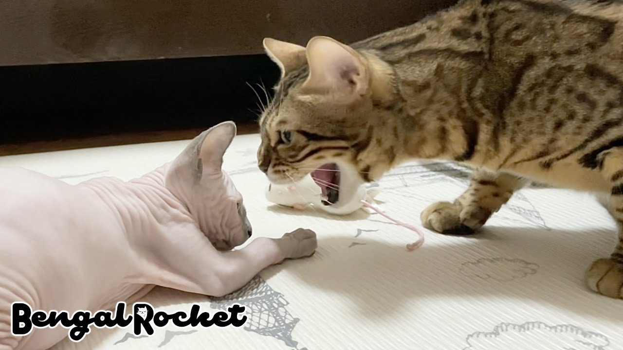 顔面ぎりぎりシャー‼︎するヒョウ柄猫は迫力があります【ベンガル/スフィンクス猫】