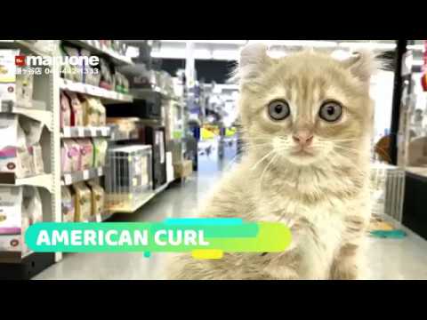 【アメリカンカール】摩訶不思議！反り返った耳を持つ猫登場！：鎌ヶ谷店PICK UPベイビー！No.117148