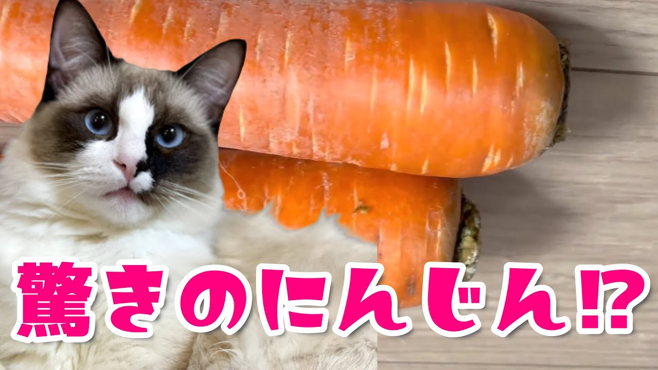 長すぎるにんじん(本物）で猫をじゃらしてみた！#shorts #ラグドール　#ragdoll #短い動画　#cat