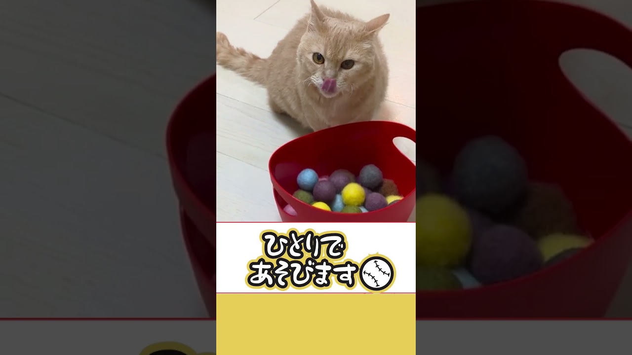 【ぽっちゃん家】ボール遊び大好きうららさん　vol.31   #猫 #cat #funny #shorts