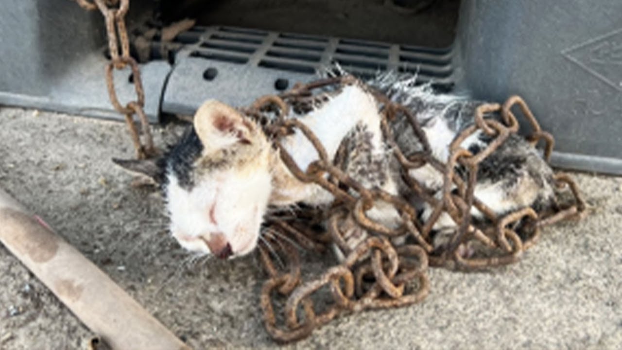 重い鎖できつく縛られた子猫。震えた体で一生懸命に泣き叫び、絶望に満ちた目で生きる希望を探し求めた【感動】