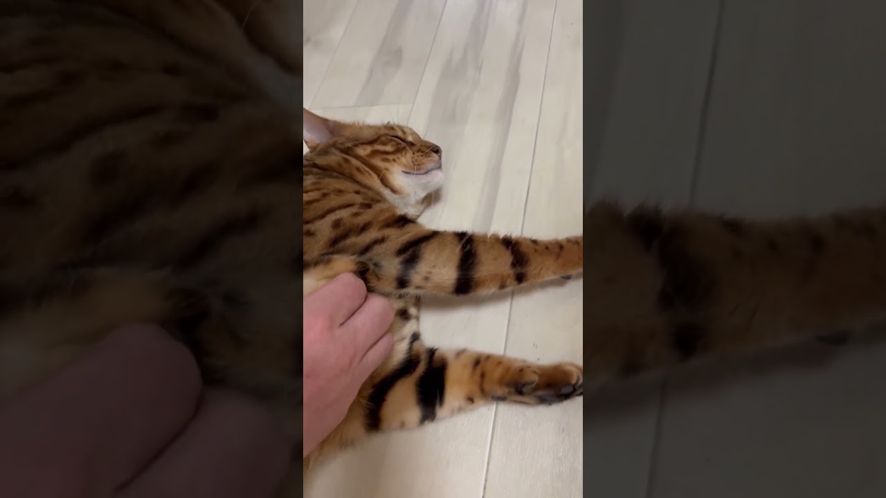 ハッピーくんゴロゴロ２  #shorts #short #ベンガル #ベンガル猫