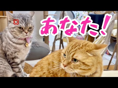 息子にちょっかい出したら妻に... #猫 #マンチカン