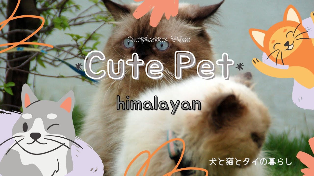 ヒマラヤンの思い出