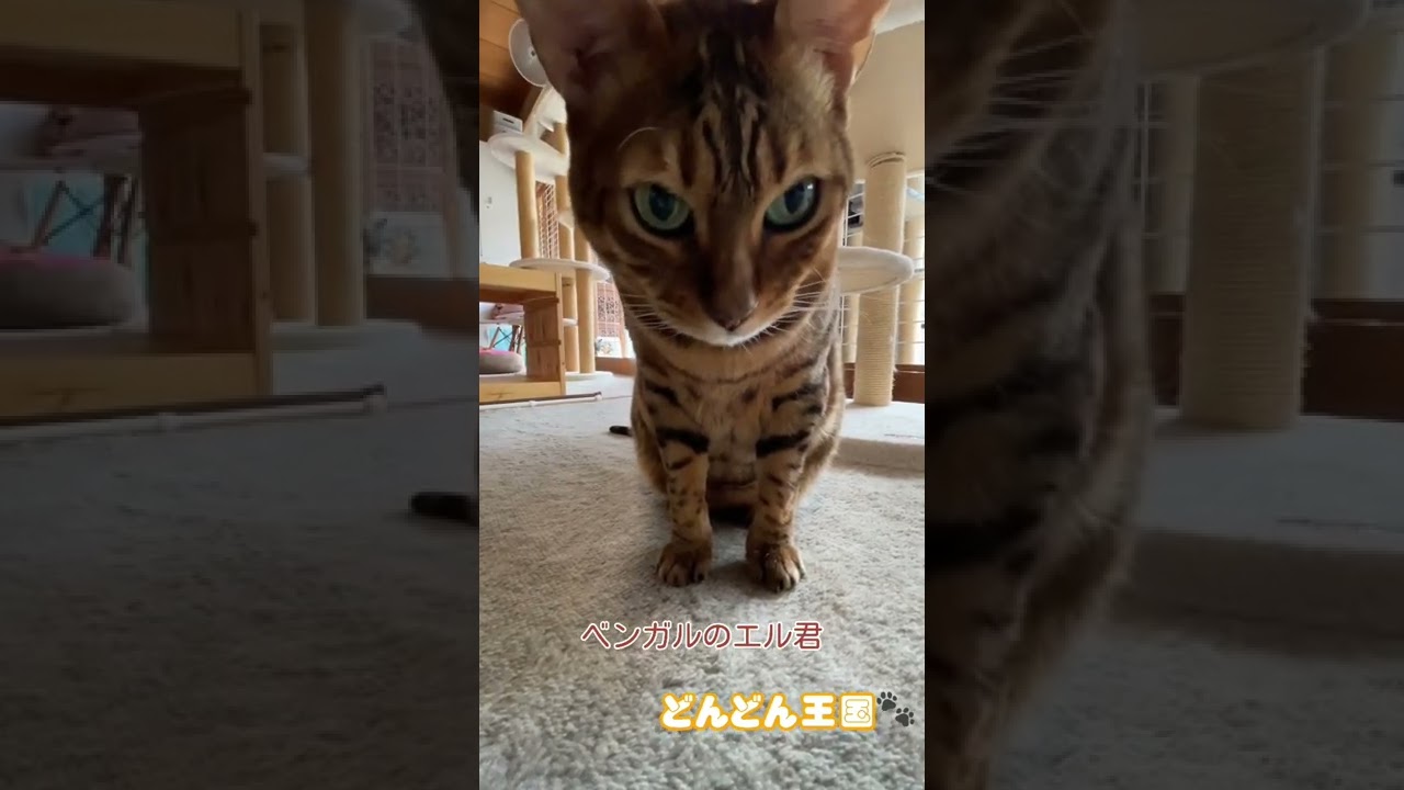 🎶アタマデカデーカ♬ベンガルのエル君🙀　どんどん王国🐾