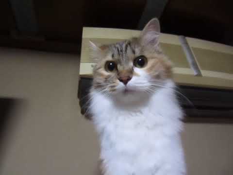 日本猫長毛種三毛猫のみけちゃん、おすまし気分！１２月２７日