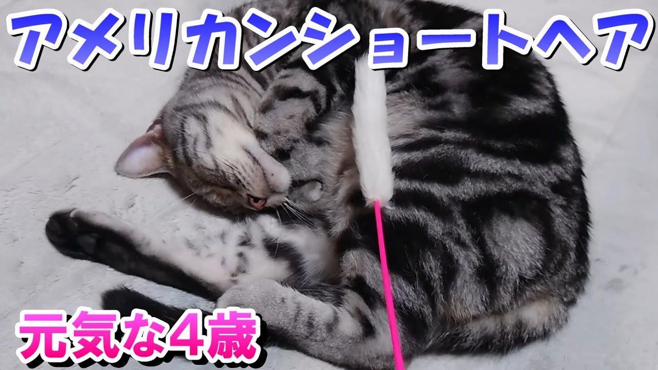 猫さん元気な４歳の様子（アメリカンショートヘア）