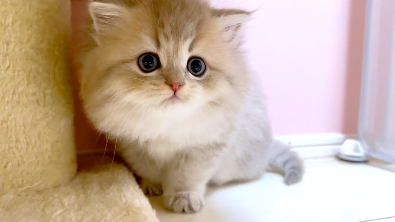 子猫があなぐら生活にハマってしまった件 ～猫のいる生活Vol.960～出産動画 マンチカン短足・ミヌエット・ペルシャ猫専門ブリーダー『ペット蔵人』【子猫の成長記録】