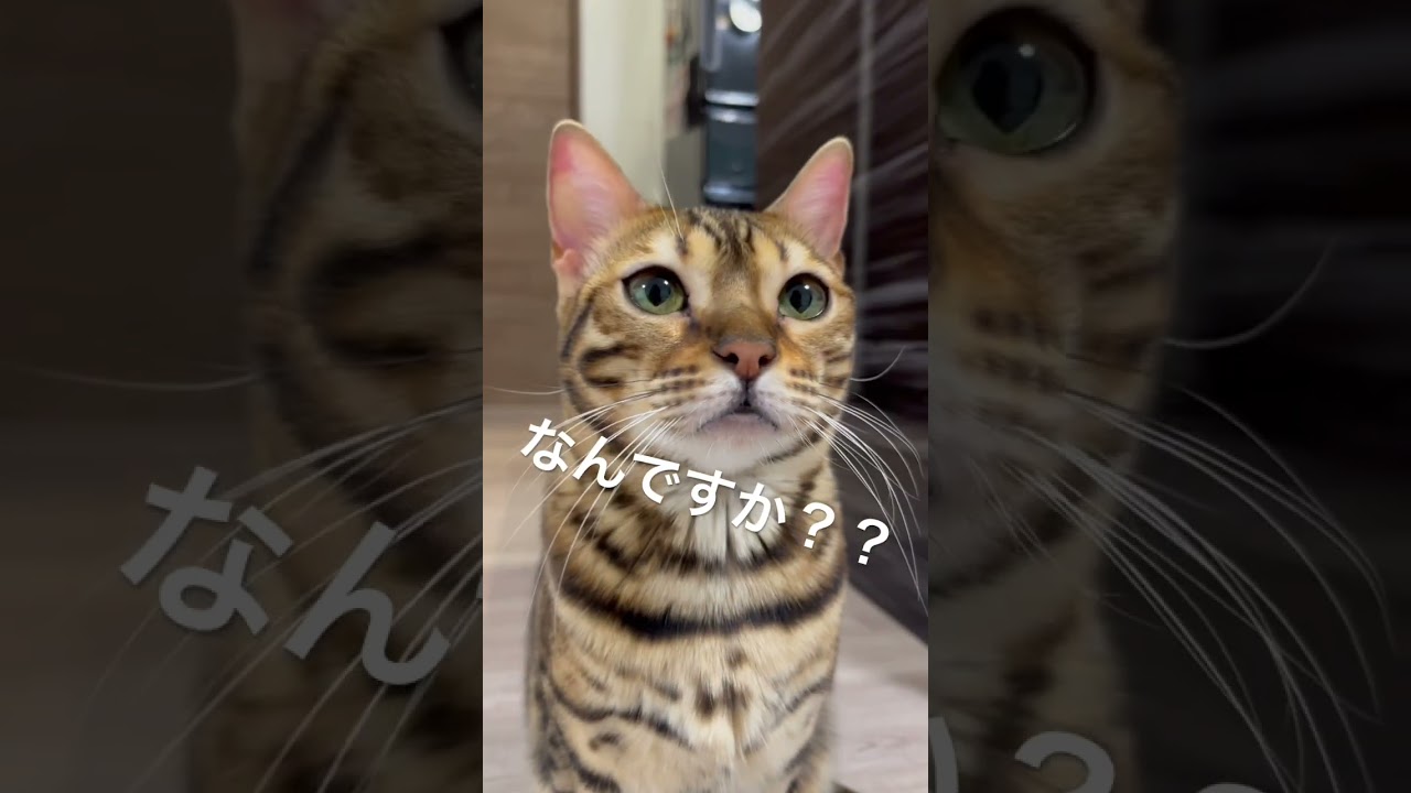 こっちを見つめるマシュ... #ベンガル猫 #猫