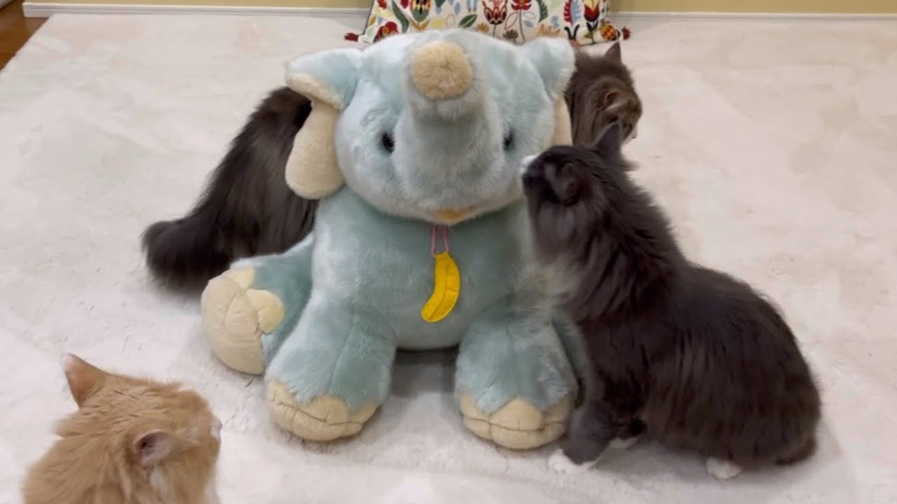 【新しいお友達♪】少し大きなゾウさんと仲良くなれるかな〜？？ターキッシュアンゴラとノルウェージャンフォレストキャット♡