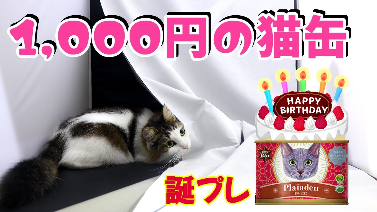5歳㊗️ノルウェージャンフォレストキャット【プレイアーデン　１００％有機　ビーフ＆チキン　ハートミックス　Ｂｉｏ−Ｈｅｒｚ】