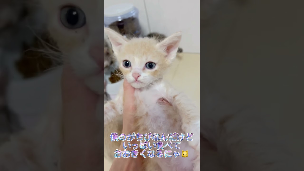 元気いっぱいのラパーマちゃん🐱 【お問合せ詳細は説明欄に記載あります】 #ラパーマ #ブリーダー直販 #猫 #猫動画 #子猫 #マンチカン #ミヌエット