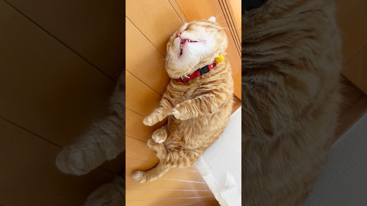 日中の気温が初めて30度を越えた日の #被害者役の猫 #マンチカン #shorts