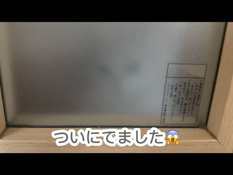 【ペルシャ猫】ホラー映像？そこにいるのは…