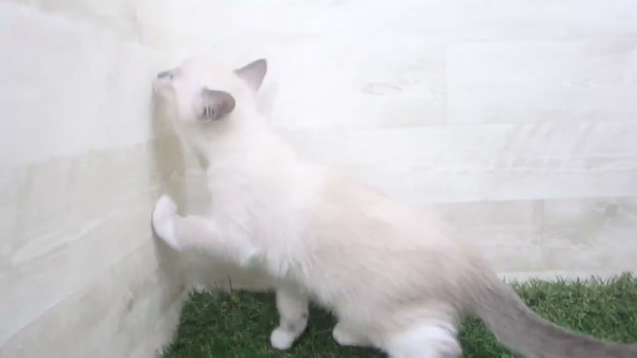ペットショップcoo&riku No.00677069 スノーシュー
