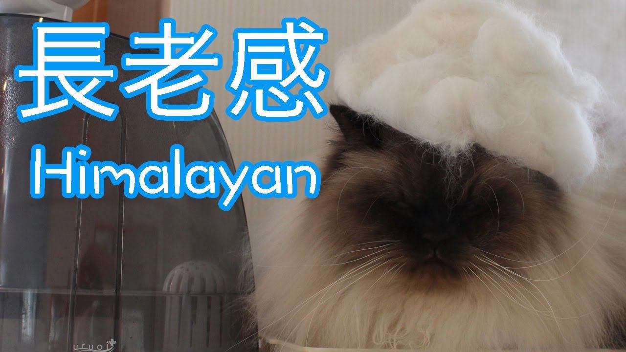 猫ヒマラヤンの長老感とギャップが可愛すぎ/Himalayan is funy and cute cat