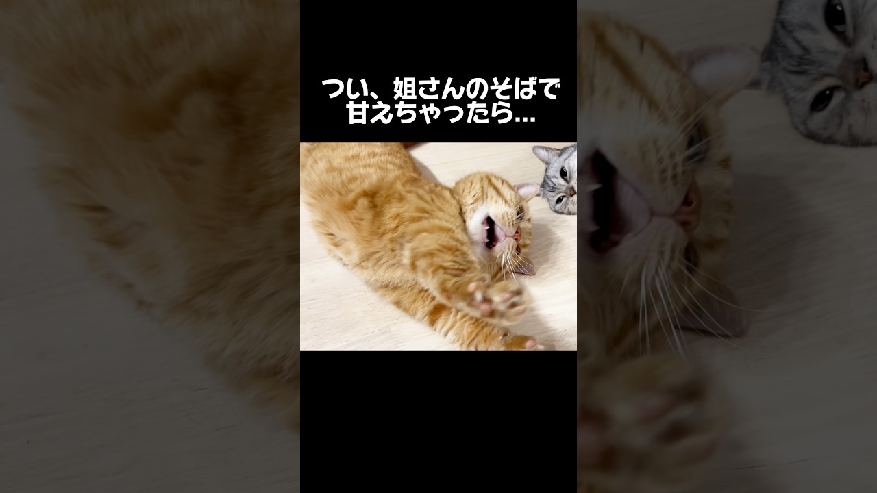 ついあい姐さんのそばで甘えちゃったら... #猫 #マンチカン #shorts