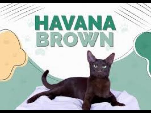 Top 10 Facts About Havana Brown Cats | Top 10 Facts About Havana Brown Cat