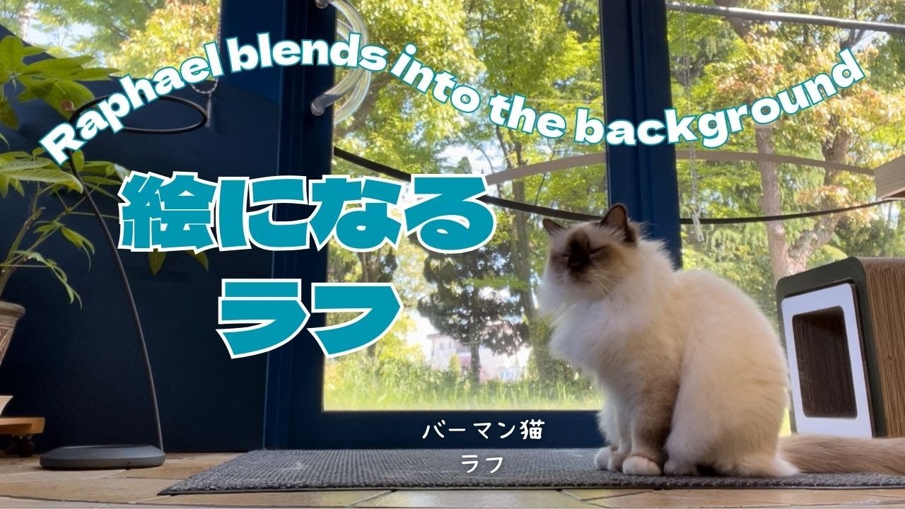 バーマン猫ミカとガブとラフ【絵になるラフ】Raphael blends into the background（バーマン猫）Birman/Cat