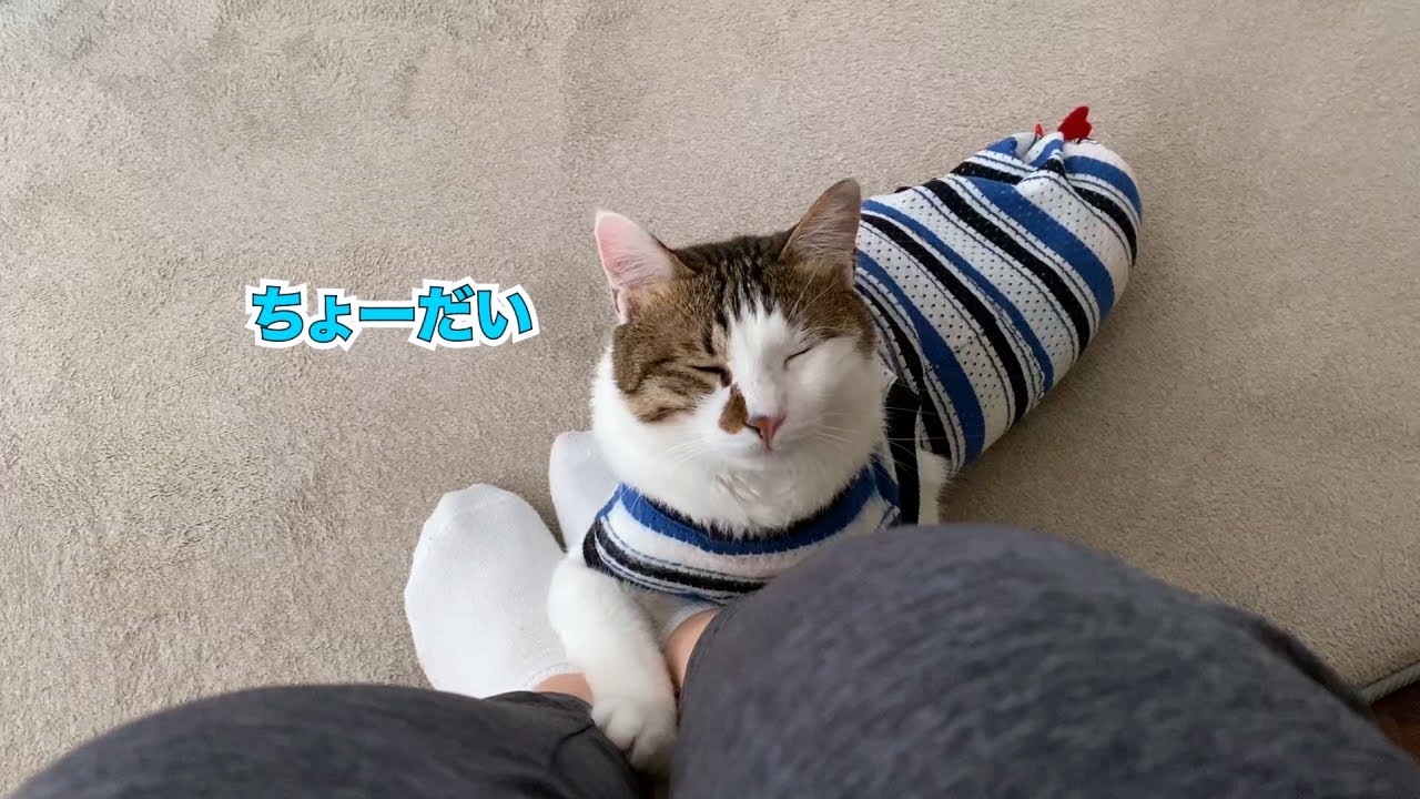 可愛くヨーグルトをおねだりする猫