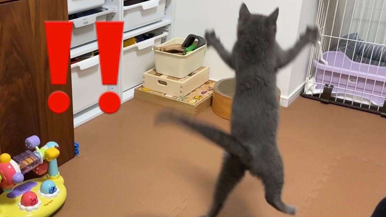 【猫】ブリティッシュショートヘア　子猫の全力のジャンプが可愛すぎる