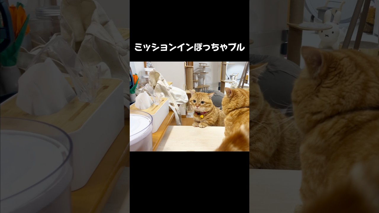 やっぱり危険な場所を通り抜けようとする猫 #マンチカン #shorts