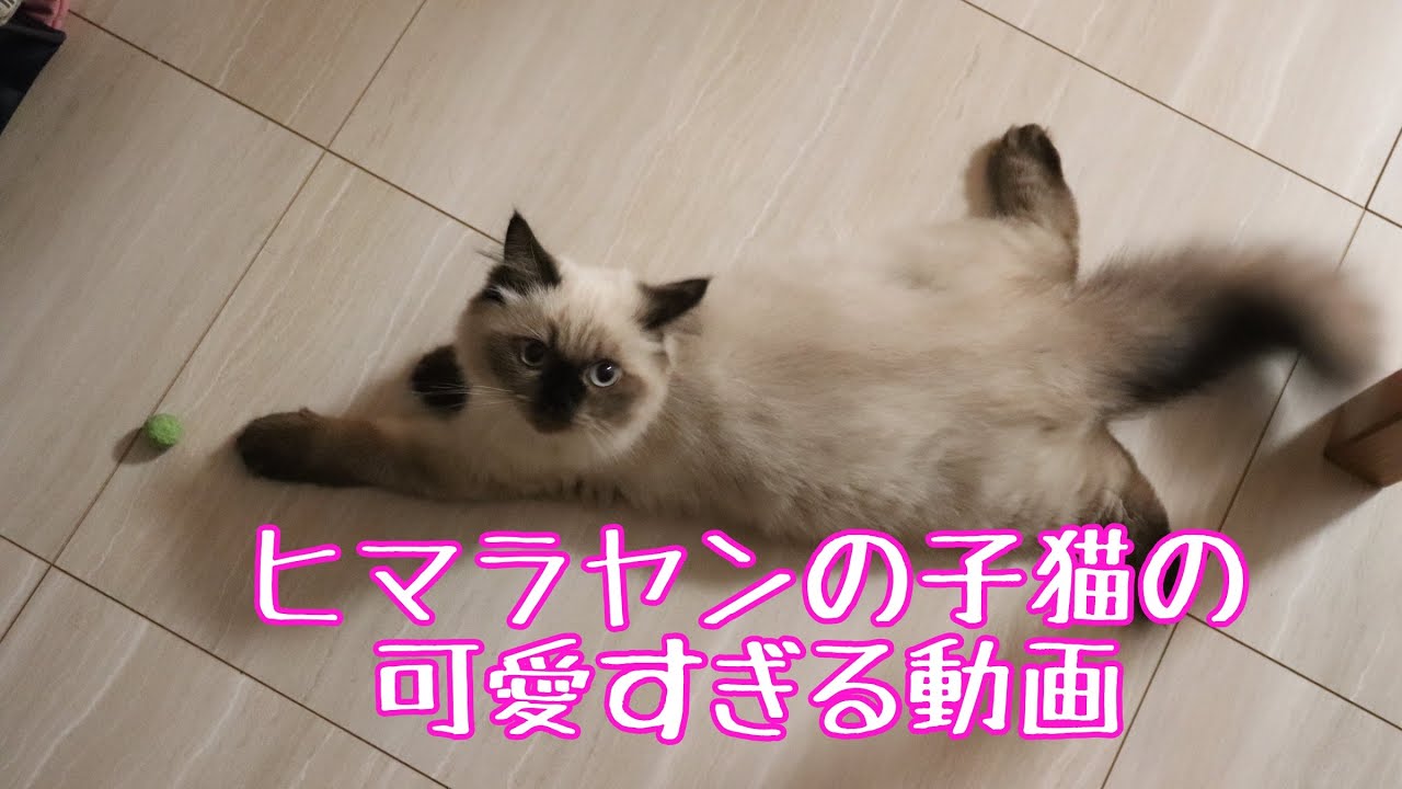 癒し猫　ヒマラヤン　可愛い子猫動画