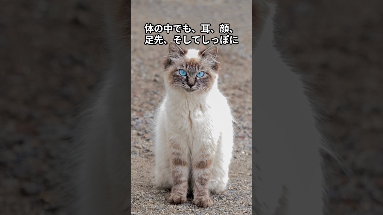 ヒマラヤン猫の特徴的な被毛の色は、何と呼ばれますか？