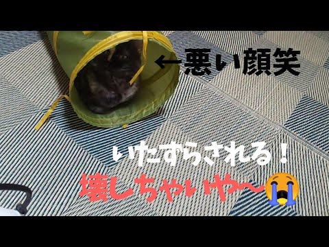 【セルカークレックス】うぇーーーん😭壊れちゃうよー😱【せらのりたま】