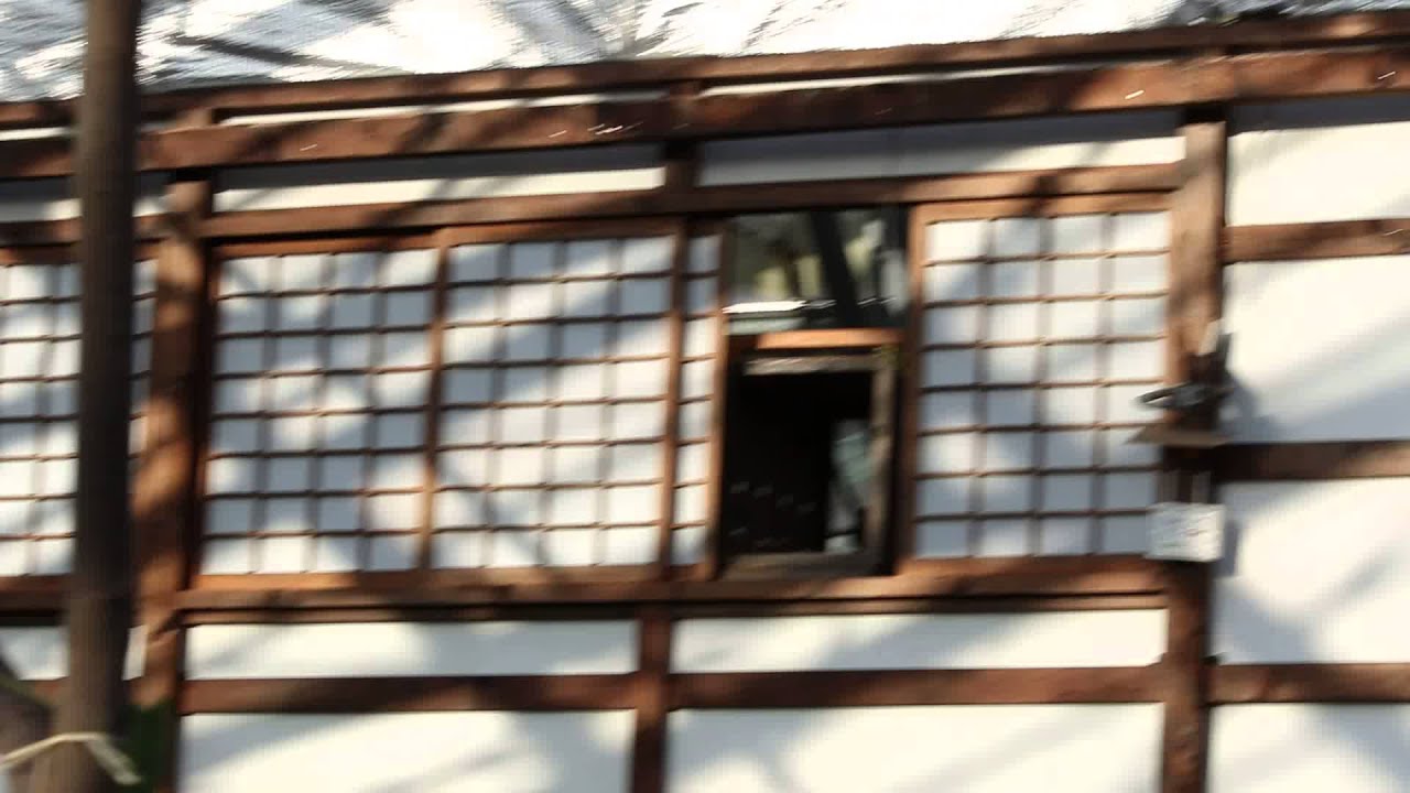 掛川花鳥園　ベンガルワシミミズク「トコ」の登場